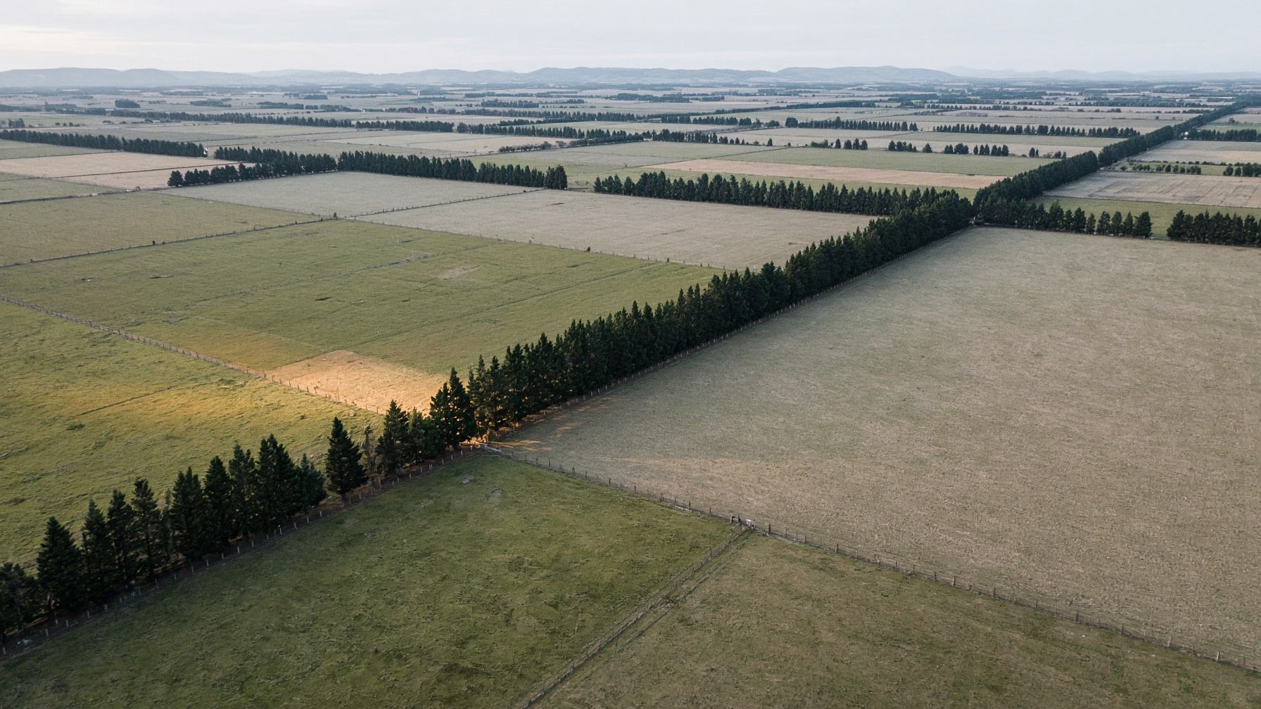 Aerial view of farmland like the Canterbury plains: a dark shelterbelt marking the boundary between winter paddocks, one corner catching low gold sun