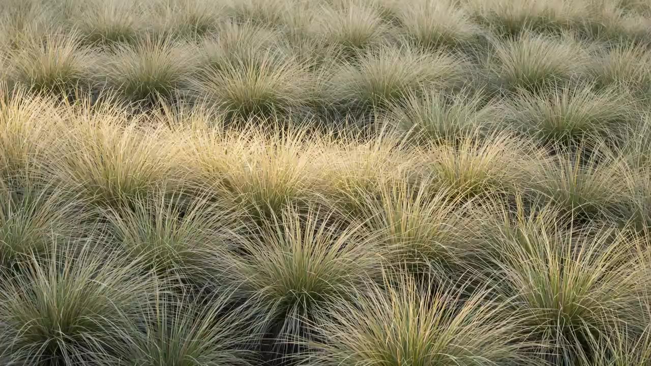 A generated picture of pale snow tussock stirring in a light breeze, seen close.